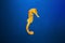 Slim seahorse in the aquarium with blue background Hippocampus reidi