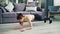 Slim sportswoman doing sports at home practising plank position exercising alone.