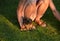 slim tanned girl with a guinea pig sitting on the lawn in shorts and sandals holding it on her hands, kneeling knees hands evening