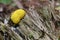 Slime mould - inedible mushroom