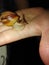 Slime snail on a wonan hand