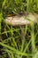 Slimy brown gilled  mushroom grows among grass