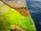 Slimy green algae on the pink rocks in Kefken on the Black Sea coast in summer