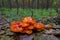 Slimy Orange Fungus On A Log