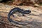 Slimy Salamander (Plethodon glutinosus)