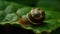 Slimy snail crawling on green plant leaf generated by AI