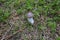 Slimy Spike-Cap is a Gilled Mushroom Found in Europe & North America