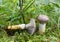 Slimy spike-cap, Gomphidius glutinosus growing among moss