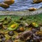 A slimy and wet texture with snails and seaweed2, Generative AI