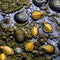 A slimy and wet texture with snails and seaweed5, Generative AI