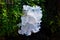 Slimy white fungus spotted in Costa Rica cloud forest