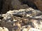 Sling-tailed Stellagama stellio rock agama crawling on rocks