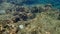 Slingjaw wrasse or sling-jaw wrasse Epibulus insidiator undersea, Red Sea, Egypt, Sharm El Sheikh, Nabq Bay