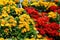 Slipper flower or Pocketbook Plant. Calceolariaceae. Potted flowering plants with red and yellow flowers bloom in greenhouse