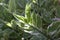 Slipper flower, Redbird Cactus, Jew-Bush, Zigzag Plant or Euphorbia tithymaloides is a Thai herb.