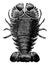 Slipper Lobster vintage illustration