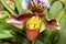 Slipper Orchid ( Paphiopedilum )