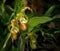 Slipper Orchid With Speckled Centre