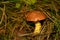 Slippery jack or Butter mushroom