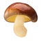 Slippery jack s. luteus mushroom whole, paths