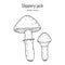 Slippery jack or sticky bun Suillus luteus , edible mushroom