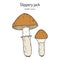 Slippery jack or sticky bun Suillus luteus , edible mushroom