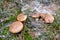 Slippery jacks Suillus luteus L. Gray grow at family in the coniferous wood