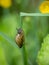 Slippery Snail - Cochlicopa lubrica. Aka Glossy pillar snail. A species of small air-breathing land snail, a terrestrial