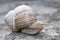 Slippery snail with a shell is in hurry