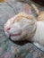 Slipping cat face clousup photo Whait and brown colour beautiful cute