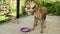 Slipping dogs doggy breed weimaraner pets animals