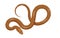 Slither Brown Python Snake Top View Vector Icon