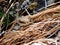 Slithering Northern Pacific Rattlesnake, Castella, California, USA