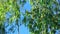 Sliver Birch Tree Foliage With Blue Sky Background