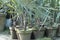 Sliver fan palms planted in a clay pots in plant nursery