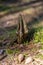 A sliver with knots from an old tree sticks out of the ground and pine cones on the Curonian Spit, Russia