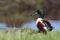 Slobeend, Northern Shoveler, Anas clypeata