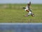 Slobeend, Northern Shoveler, Anas clypeata