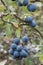 Sloe berries starting in the New Forest