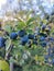 Sloe Berry fruit blackthorn Bush gin
