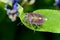 Sloe bug, dolycoris baccarum