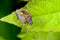 Sloe bug, dolycoris baccarum