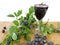 Sloe fruits wine