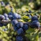 Sloes berry growing on the branch . Prunus spinosa