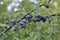 Sloes, fruit of the blackthorn