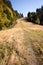 Slope in the black forest in the autumn season