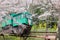 Slope car passing cherry blossom tunnel at Funaoka Castle Ruin Park,Shibata,Miyagi,Tohoku,Japan