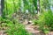 Slope forest floor covered with big rocks - spring time