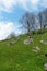 A slope of a hill covered by thick fresh grass and big boulders randomly placed randomly on the on the ground