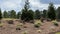 Slope landscaping with various plants and pine straw.